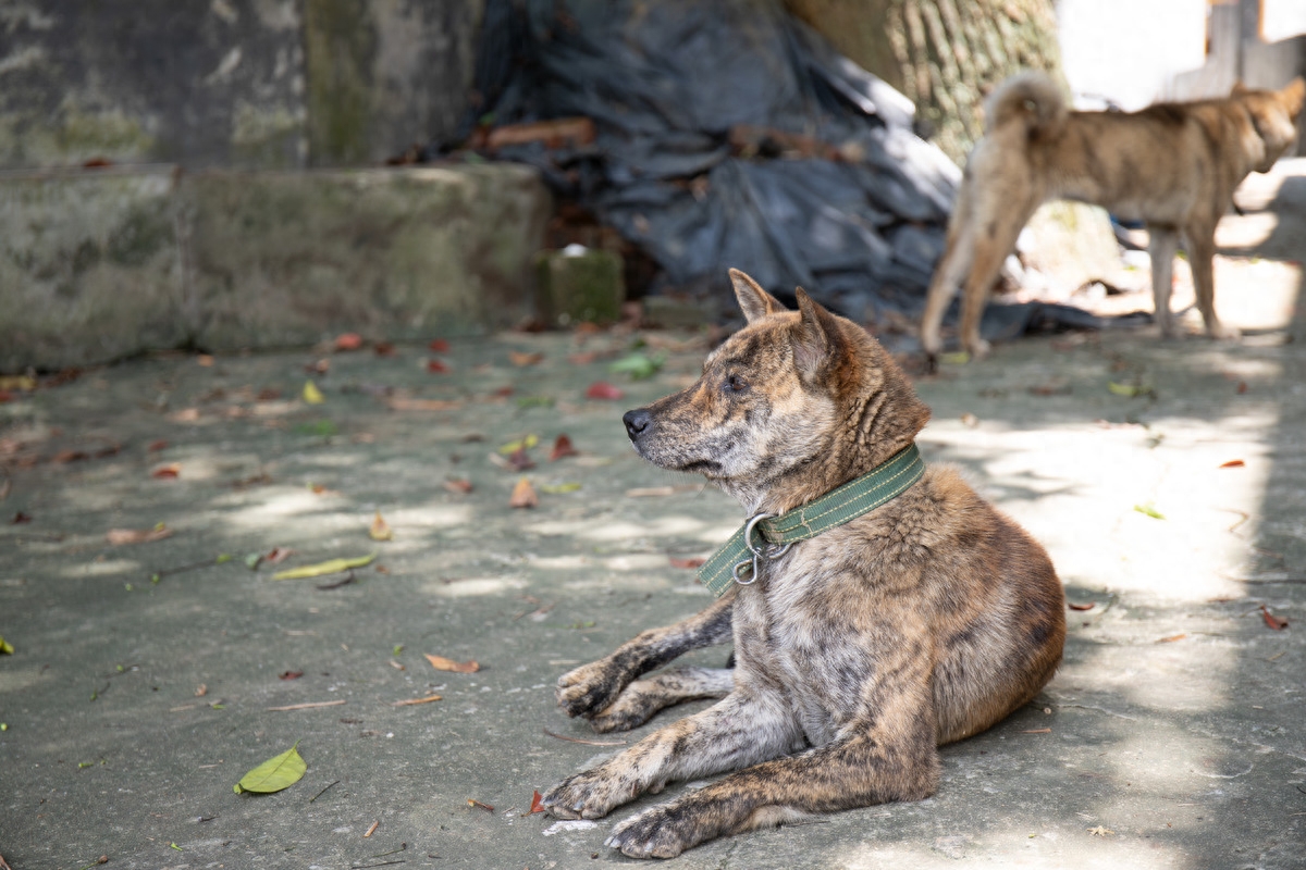 图虫人文摄影：这就是农村这就是虎斑猎犬，这就是中华田园犬